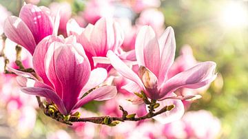 Blüte der Magnolie im Gegenlicht von Dieter Walther