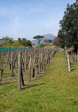 Wijnmakerij in Pompeii met de Vesuvius van Lensw0rld