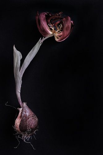 dried tulip with bulb