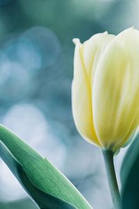 Tulpen im Licht