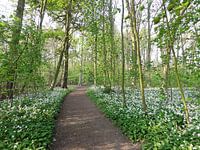 Lente bospad