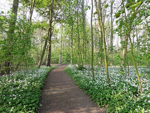 Chemin forestier de printemps