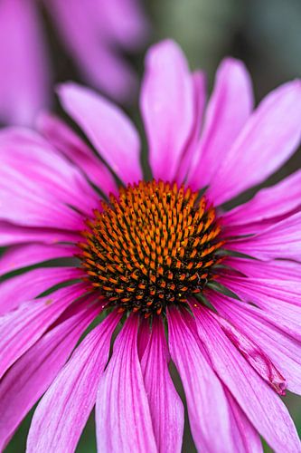 Zonnehoed Echinacea purpurea