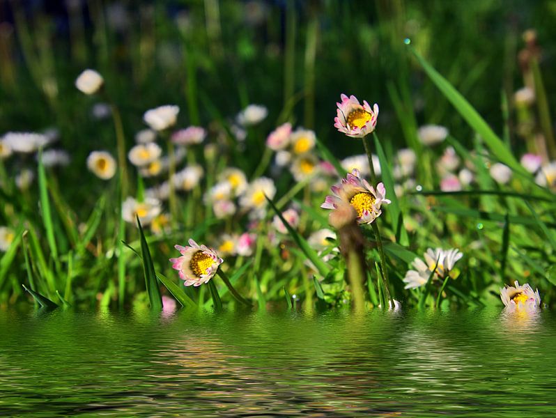 Marguerites par Edgar Schermaul