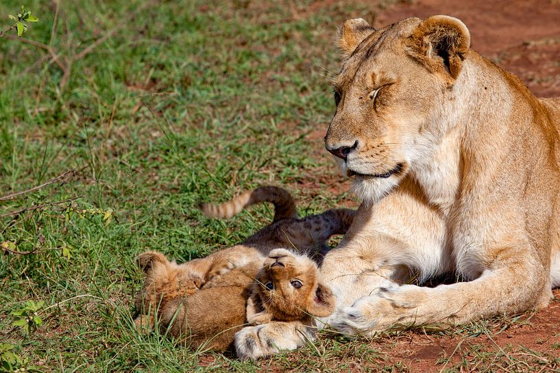 Löwin mit Jungen von Peter Michel