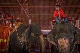 Elephants @ Pattaya, Thailand by Travel Tips and Stories
