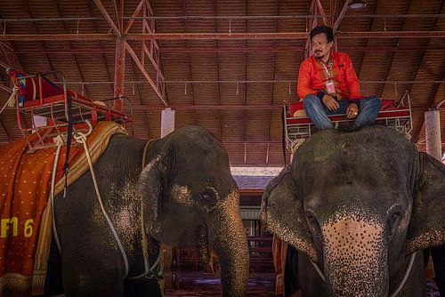 Elephants @ Pattaya, Thailand
