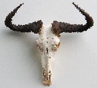 Wildebeest in Art