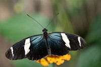 Heliconius sara