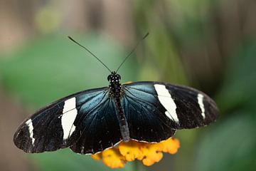 Helikonius sara von Sandra Groenescheij