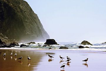 Gulls at the wild west coast in Portugal by Eye on You