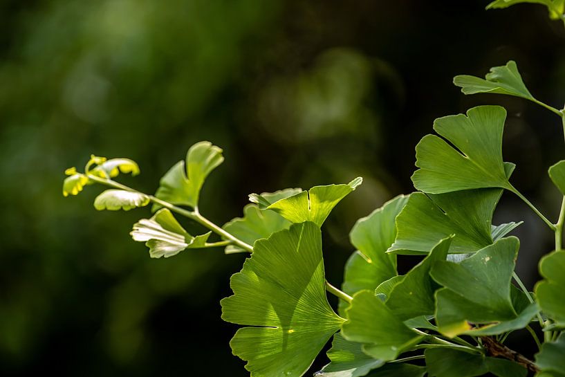 Gingko in de zon van Thomas Riess