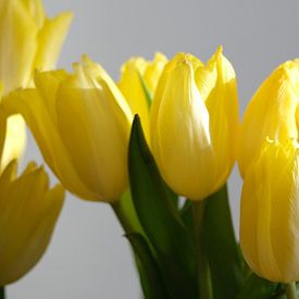 Gele uitgelicht tulpen tegen een witte achtergrond van Spijks PhotoGraphics