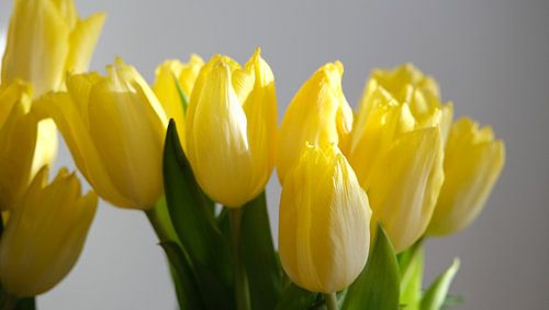Gele uitgelicht tulpen tegen een witte achtergrond