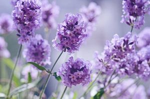 Lavender by Violetta Honkisz