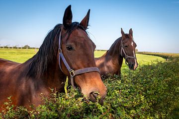 Bruine paarden kijken over de hoge heg in het Limburgse landschap van Henk Hulshof