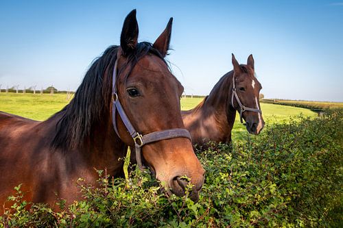 Bruine paarden kijken over de hoge heg in het Limburgse landschap