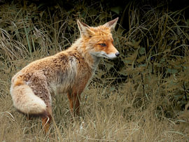 Fuchs auf der Suche nach Nahrung von Marjon Woudboer