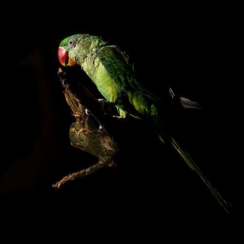 Grote Alexanderparkiet - Psittacula eupatria