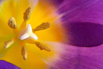 Close up van een paars gele tulp met stamper en meeldraad van Trinet Uzun