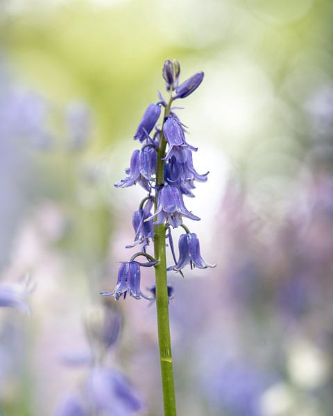Wood hyacinth by Liliane Jaspers