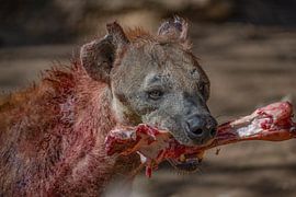 Hyäne, böse bis auf die Knochen von Marcel van Berkel