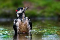 Specht Dieren