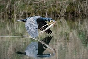 Cormorant flies with nesting material