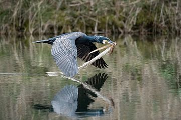 Des cormorans volent avec du matériel de nidification sur Richard Guijt Photography