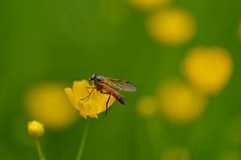 Mouche de la bécassine commune