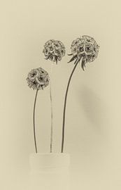 Skabiose im Vintage-Look von Thomas Riess