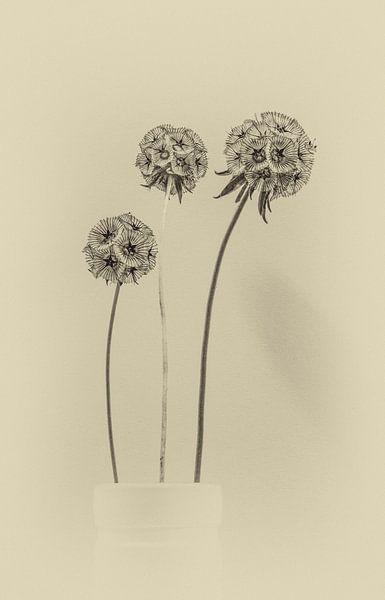 Skabiose im Vintage-Look von Thomas Riess