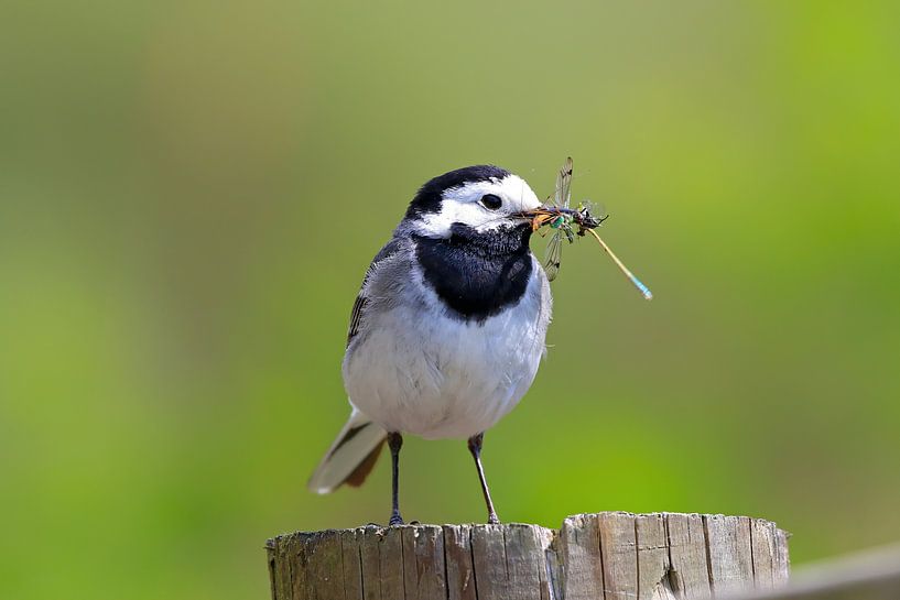 White Wagtail by Joost van Doorn