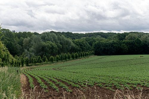 Limburgse landschap