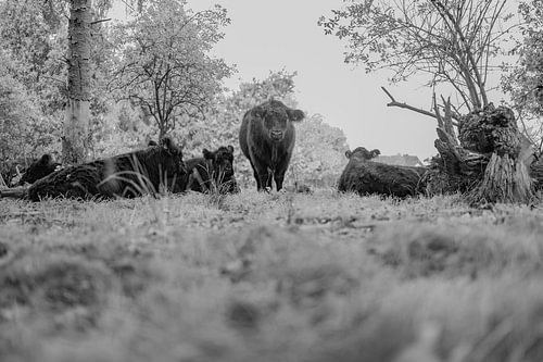 Galloway 4