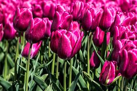 Tulips by Hans Tijssen