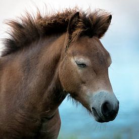 pony by Birgitta Tuithof