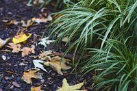 Chemin de parc avec paillis d'écorce, feuilles d'érable tombées et carex en bordure de chemin