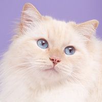 Soft colors