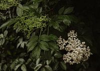 Elderflower on a rainy day