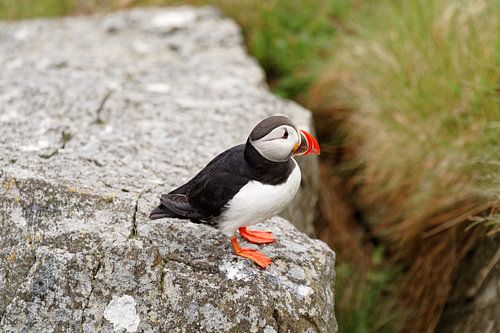 Close-up of a puffin by Ralf Lehmann