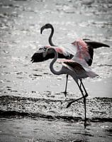Flamingo in tegenlicht