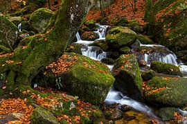 Herbstlicher Wildbach im Wald von Thomas Herzog