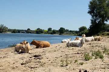 Koeien langs de Maas. van Martin Kreté