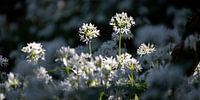 Sunlit Wild Garlic in the Forest