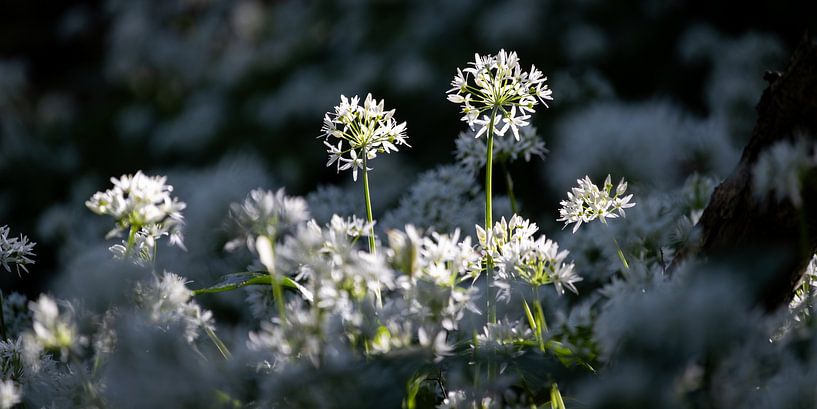 Sunlit Wild Garlic in the Forest by Imladris Images