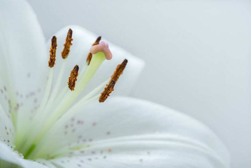 White lily by Lisanne