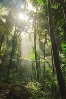 El Yunque Puerto Rico