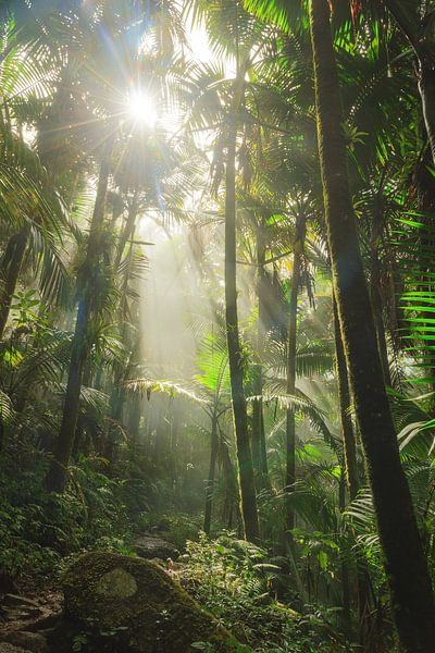 El Yunque Puerto Rico par Dennis van de Water