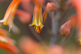 Abstract gelb/orange von Heidi van den Bogaard